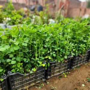 Fenugreek (Methi) Seeds