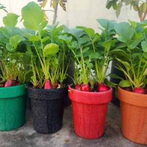 Winter Seed Bundle