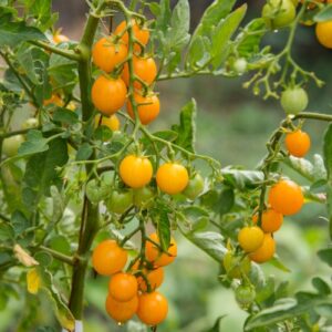 Yellow Charry Tomatoes