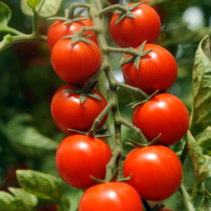 Red Chary Tomatoes