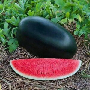 watermelon seeds