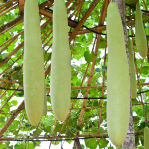 Bottle Gourd (Lauki)