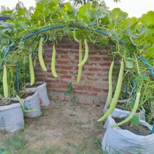 Kakdi (Snake Cucumber)