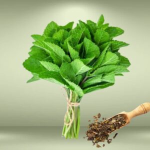 Mint Seeds