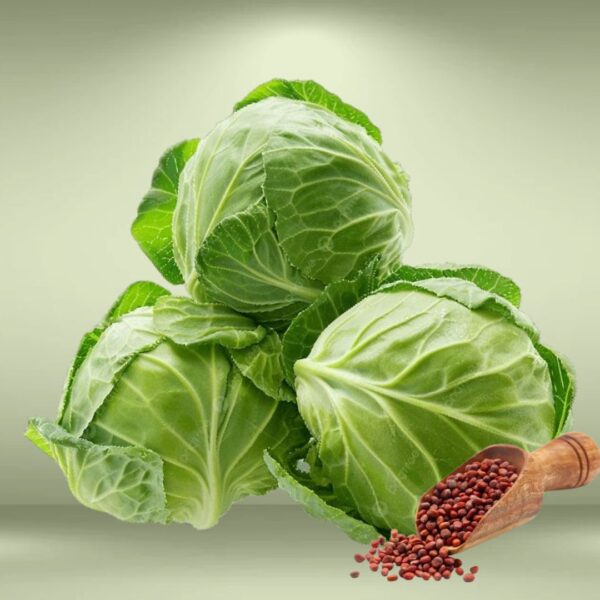 Cabbage Seeds